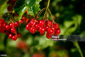 Attēlu rezultāti vaicājumam “Viburnum opulus fruit”