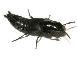 Attēlu rezultāti vaicājumam “Quedius dilatatus”