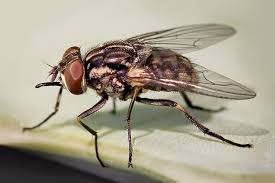 Attēlu rezultāti vaicājumam “Muscidae”