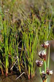 Attēlu rezultāti vaicājumam “Juncus alpinoarticulatus”