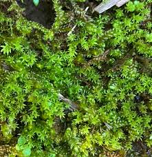 Attēlu rezultāti vaicājumam “Barbula”