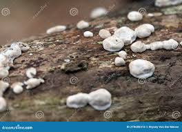 Attēlu rezultāti vaicājumam “Xylobolus frustulatus”