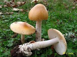 Attēlu rezultāti vaicājumam “Amanita crocea”