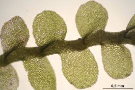 Attēlu rezultāti vaicājumam “Jamesoniella autumnalis”