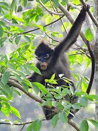 Attēlu rezultāti vaicājumam “Laccognathus panderi”