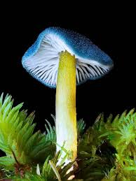 Attēlu rezultāti vaicājumam “Brefeldia maxima macro”