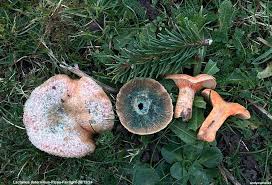 Attēlu rezultāti vaicājumam “Lactarius deterrimus”