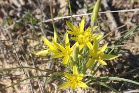 Attēlu rezultāti vaicājumam “Gagea pratensis flower”