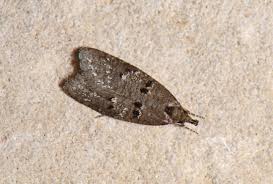 Attēlu rezultāti vaicājumam “Luquetia lobella”