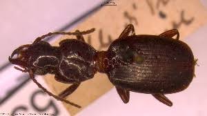 Attēlu rezultāti vaicājumam “Pterostichus aterrimus”