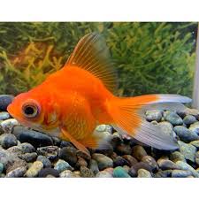 Image result for 出目金