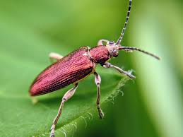 Attēlu rezultāti vaicājumam “Donacia”