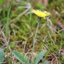 Attēlu rezultāti vaicājumam “Pilosella officinarum leaf”