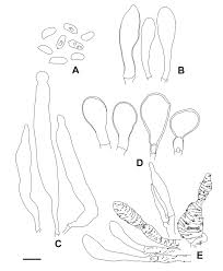 Attēlu rezultāti vaicājumam “Marasmius sp.”