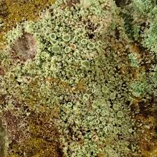 Attēlu rezultāti vaicājumam “Lecanora conizaeoides”