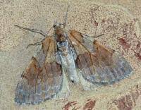 Attēlu rezultāti vaicājumam “Pennithera firmata”