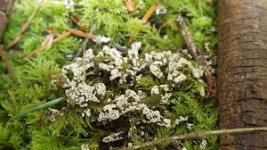 Attēlu rezultāti vaicājumam “Siphoptychium violaceum young”