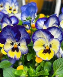 Image result for Bugaboo Cameleon Amy Poehler