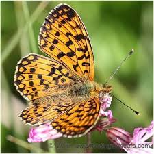 Attēlu rezultāti vaicājumam “Clossiana selene”