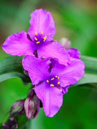 Attēlu rezultāti vaicājumam “Tradescantia virginiana”