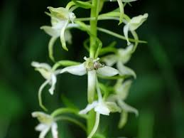 Attēlu rezultāti vaicājumam “Platanthera chlorantha flower”