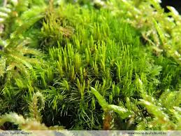 Attēlu rezultāti vaicājumam “Dicranum flagellare”