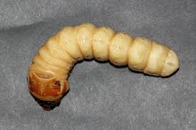 Attēlu rezultāti vaicājumam “Trichia botrytis var. cerifera stalked”