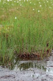 Attēlu rezultāti vaicājumam “Carex limosa”