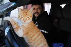 Image result for cat man