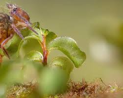 Attēlu rezultāti vaicājumam “Ptenothrix sp.”