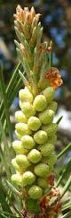 Attēlu rezultāti vaicājumam “Pinus sylvestris male flower”
