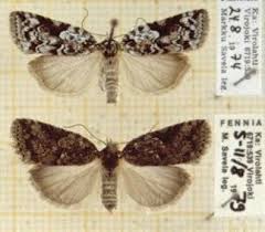 Attēlu rezultāti vaicājumam “Nycteola degenerana”