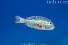 Image result for Monotaxis grandoculis