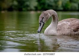 Attēlu rezultāti vaicājumam “Cygnus olor juvenile”