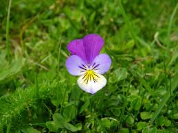 Attēlu rezultāti vaicājumam “Viola arvensis flower”
