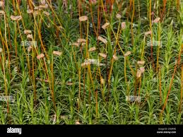 Attēlu rezultāti vaicājumam “Polytrichum commune”