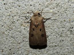 Attēlu rezultāti vaicājumam “Agrotis exclamationis”