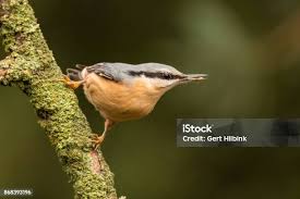 Attēlu rezultāti vaicājumam “Sitta europaea”