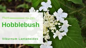 Attēlu rezultāti vaicājumam “Adoxaceae”