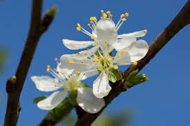 Attēlu rezultāti vaicājumam “Prunus domestica subsp. domestica”
