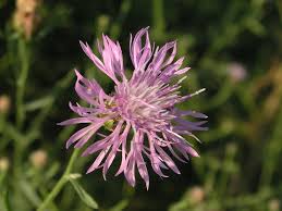 Attēlu rezultāti vaicājumam “Centaurea stoebe flower”