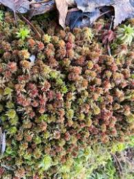 Attēlu rezultāti vaicājumam “Sphagnum capillifolium”
