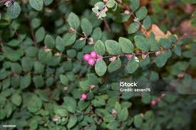 Attēlu rezultāti vaicājumam “Symphoricarpos x chenaultii”