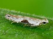 Attēlu rezultāti vaicājumam “Hypatima rhomboidella”