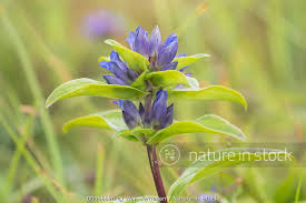 Attēlu rezultāti vaicājumam “Gentiana cruciata flower”