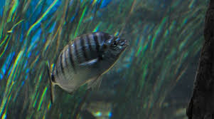Image result for Diplodus puntazzo