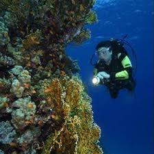 Image result for Portsmouth Octopush Club