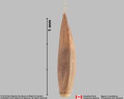 Attēlu rezultāti vaicājumam “Festuca rubra subsp. rubra fruit”