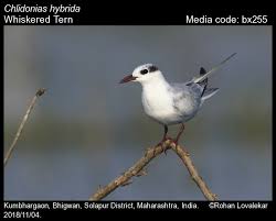 Attēlu rezultāti vaicājumam “Chlidonias hybrida”