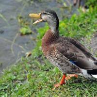Attēlu rezultāti vaicājumam “Anas platyrhynchos male”